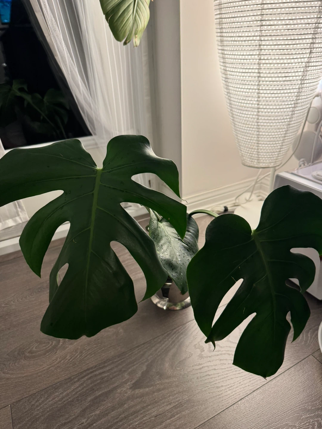 Monstera Deliciosa - photo 4