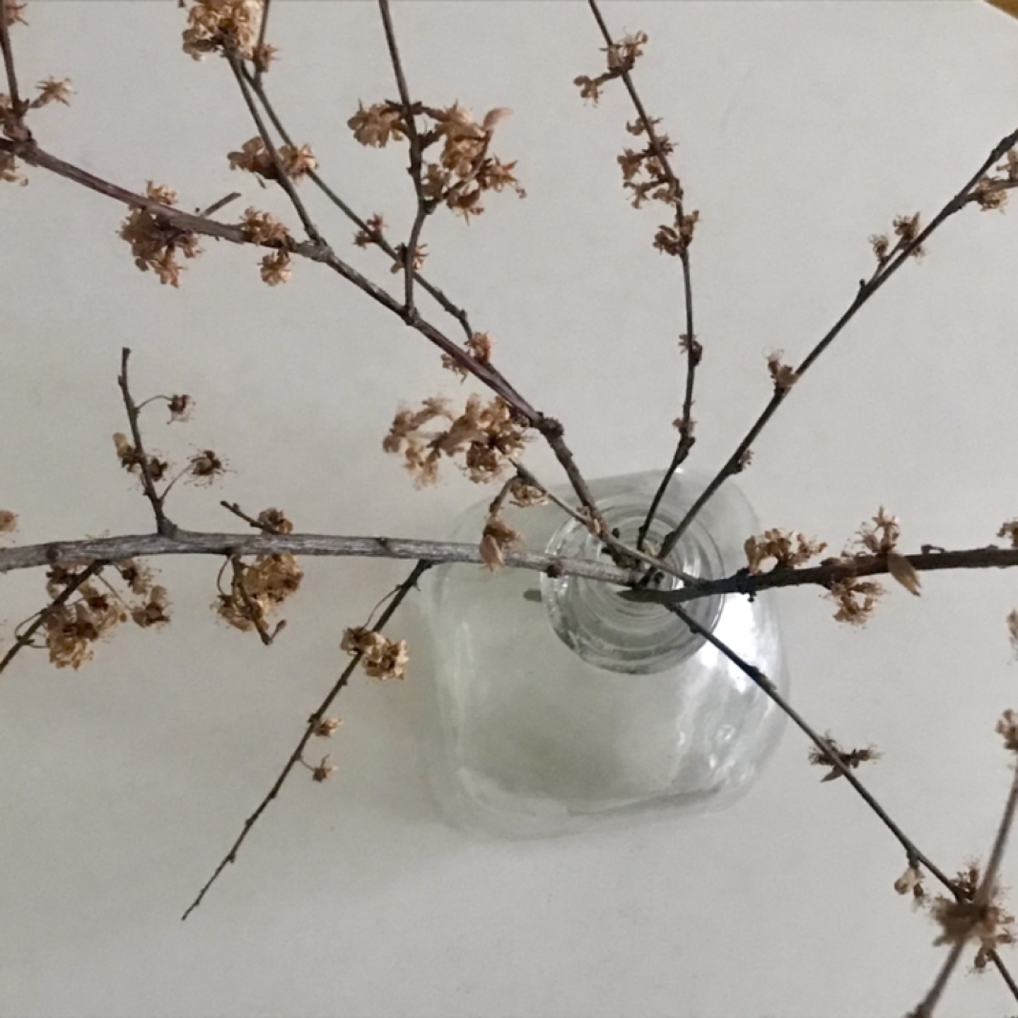 Gorgeous Cherry Blossom Branches-Dried Flowers in Vase - photo 3