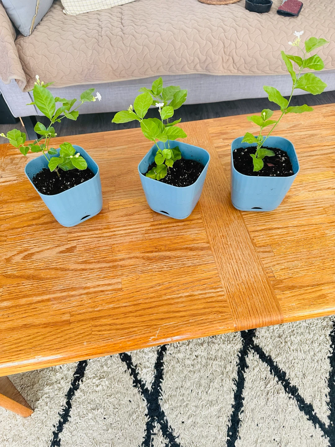 Three Potted Jasmine Plants
