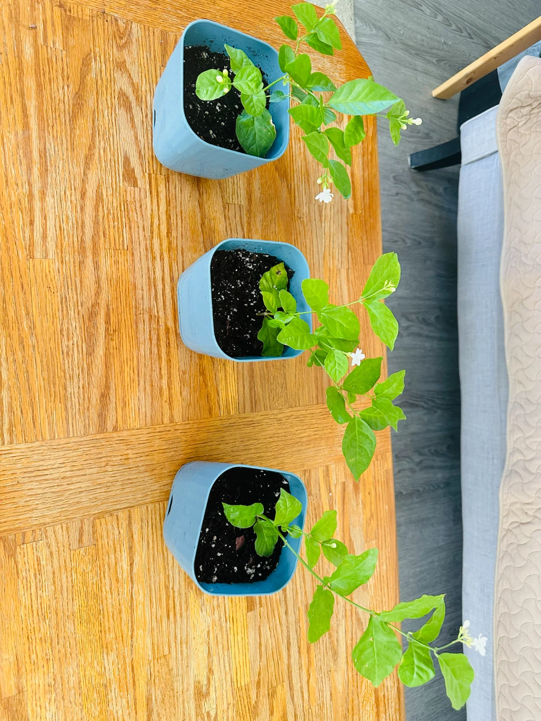 Three Potted Jasmine Plants - photo 2