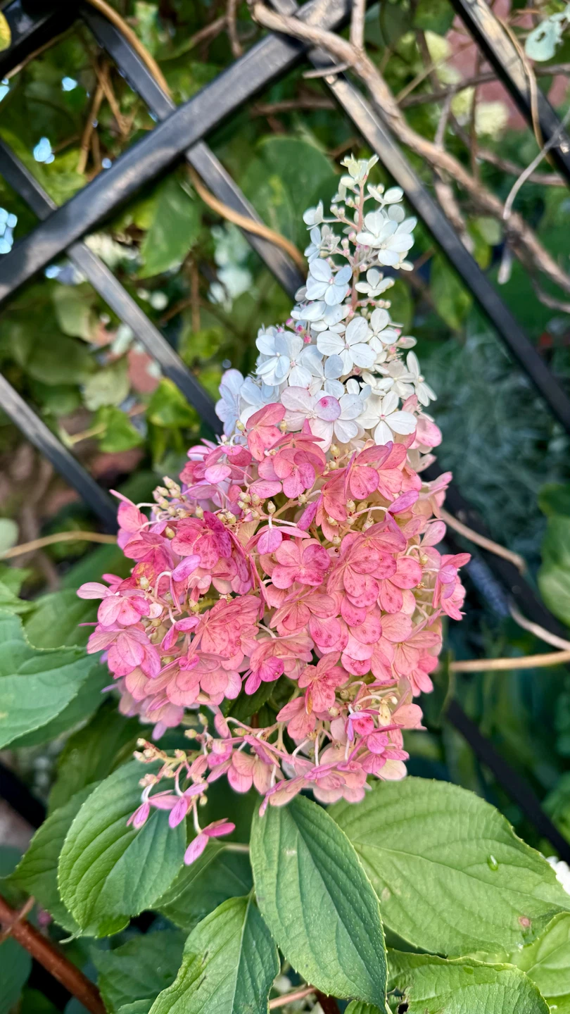 Strawberry Hydrangea in one gallon pot one foot tall