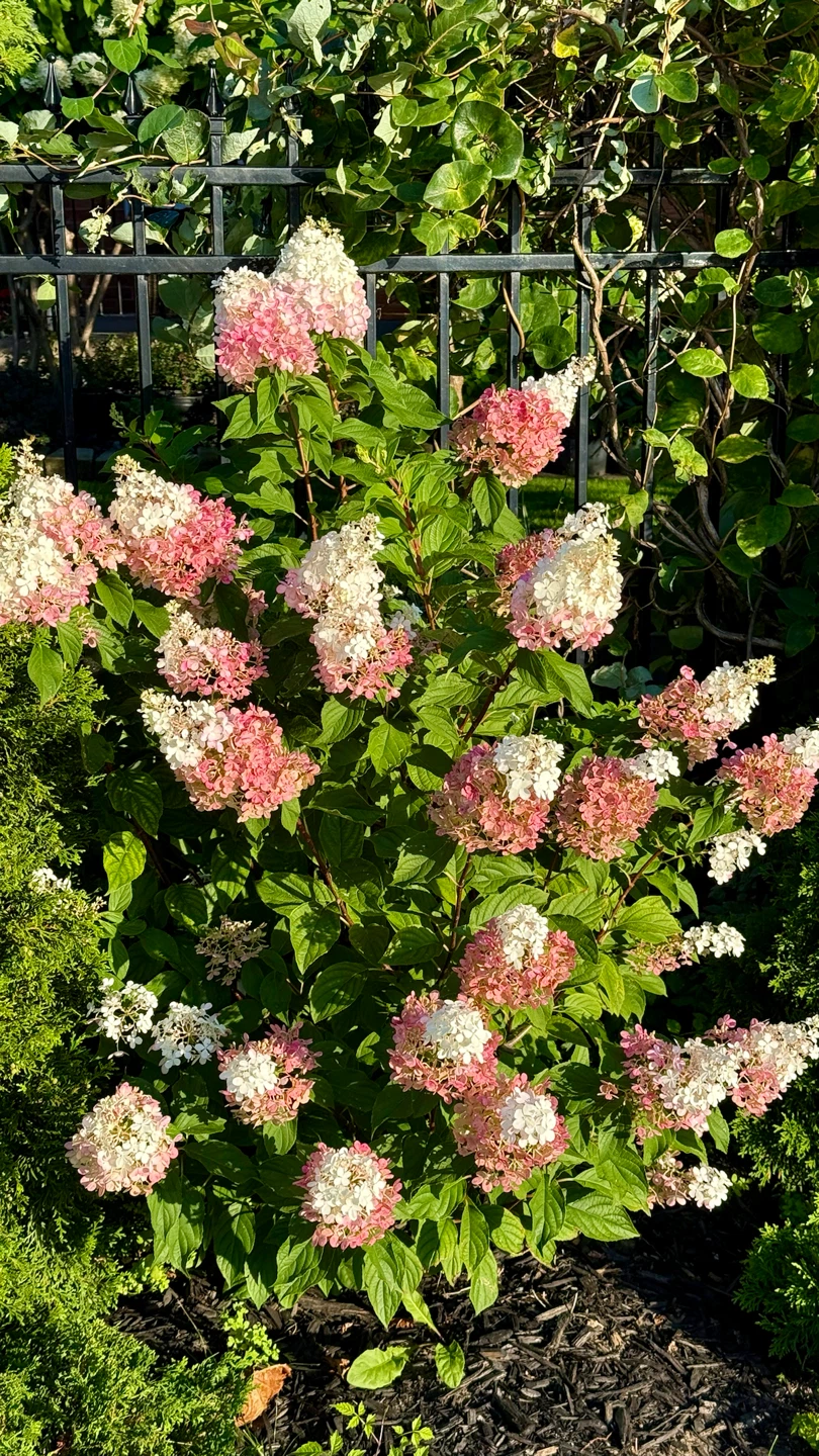 Strawberry Hydrangea in one gallon pot one foot tall - photo 2