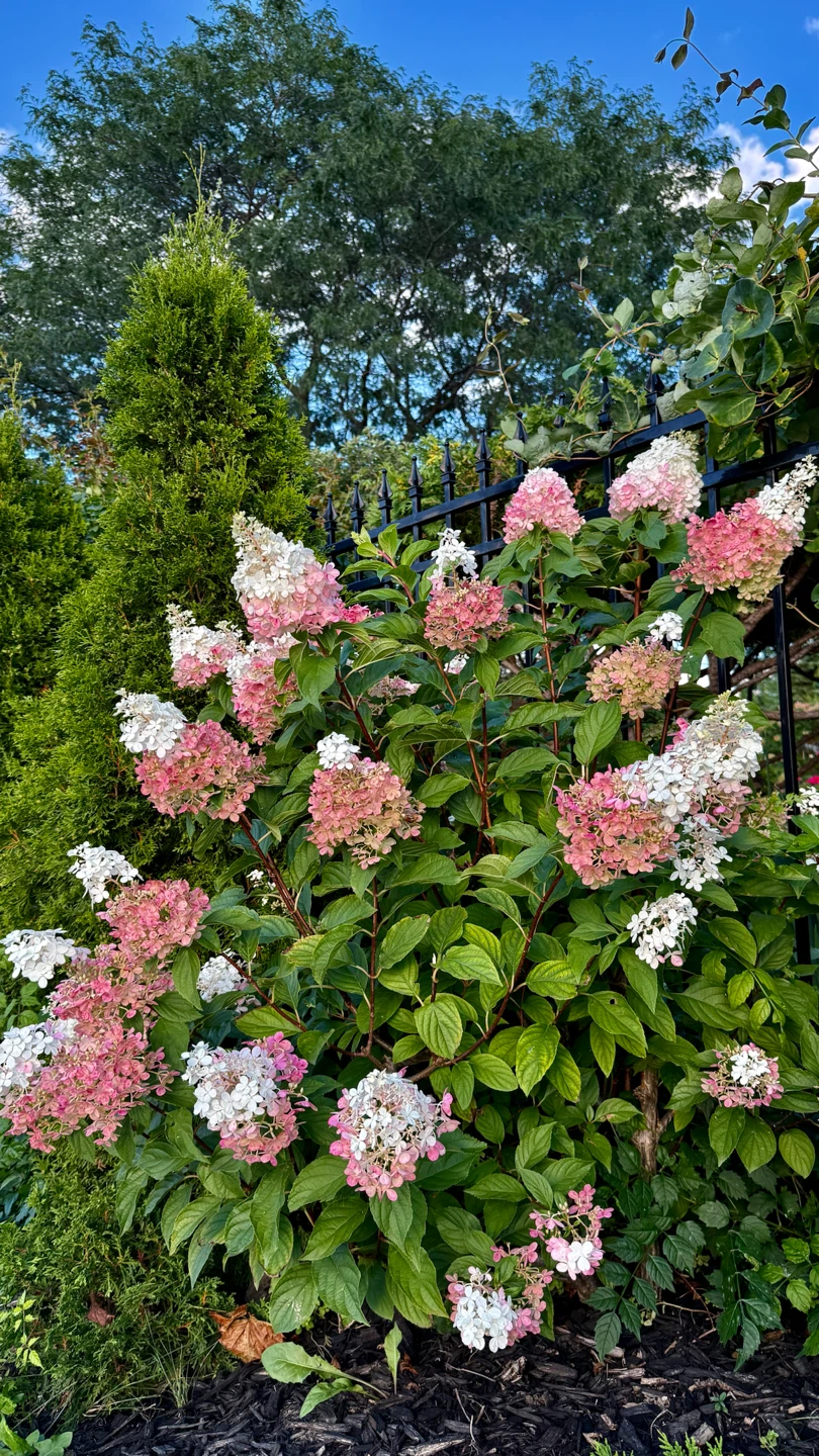 Strawberry Hydrangea in one gallon pot one foot tall - photo 3