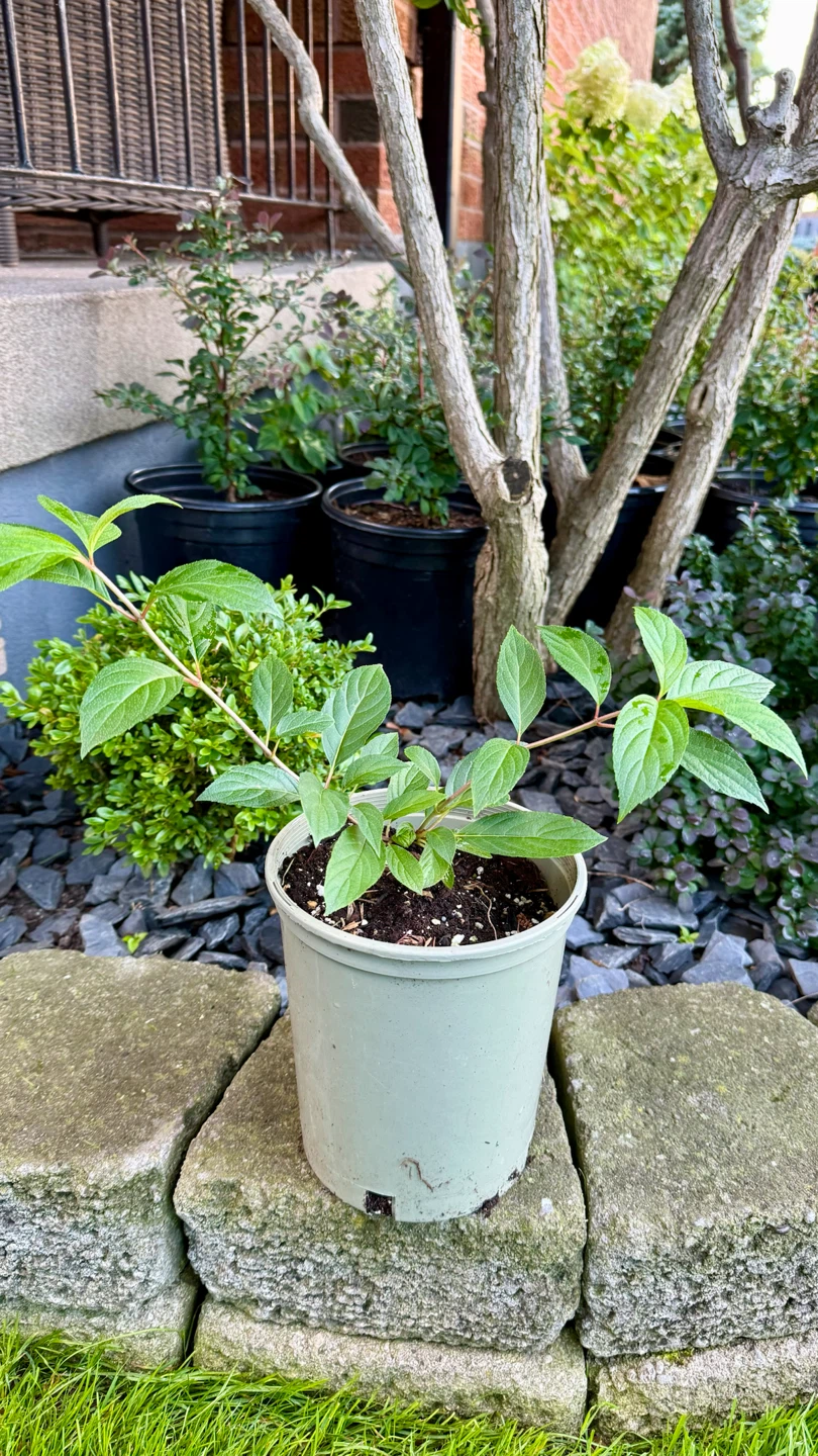 Strawberry Hydrangea in one gallon pot one foot tall - photo 4
