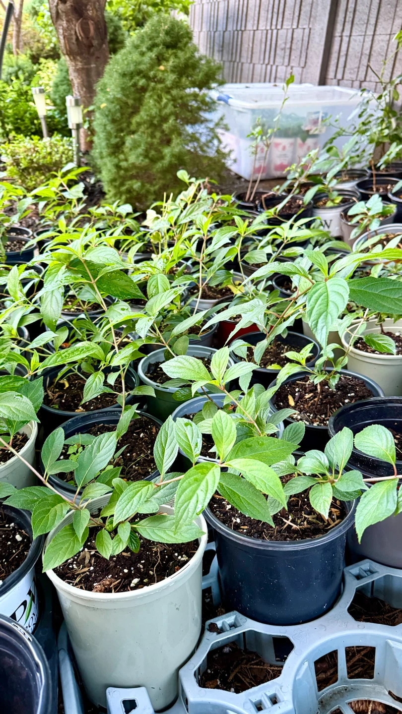 Strawberry Hydrangea in one gallon pot one foot tall - photo 5