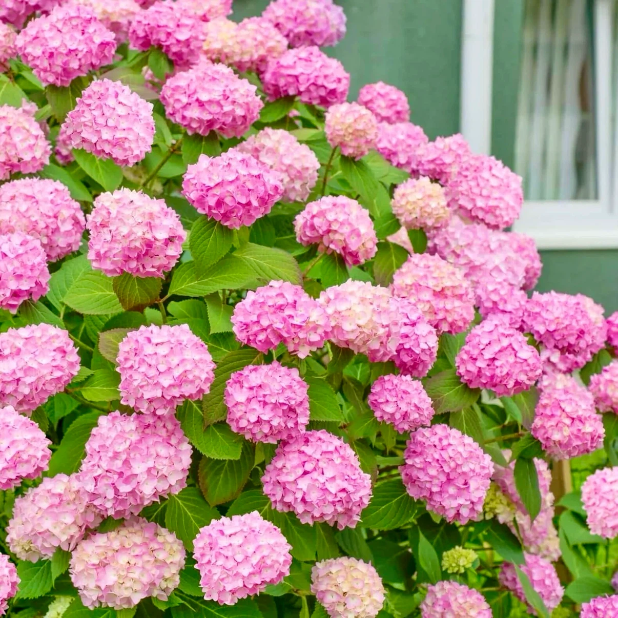 Hydrangea Macrophylla Pink Beauty