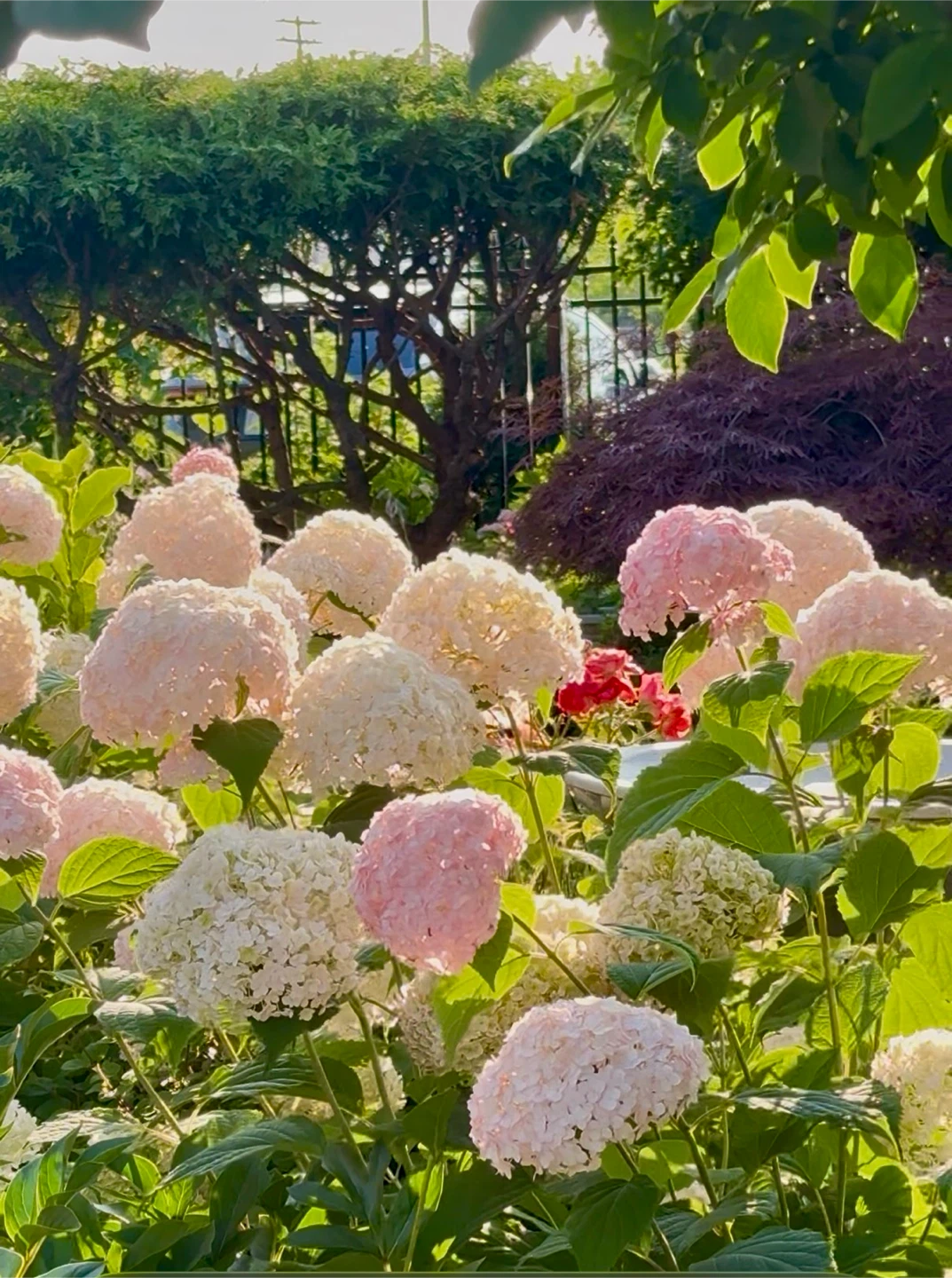 Hydrangea Bubblegum or Pink Annabelle Hydrangea $10 - photo 2