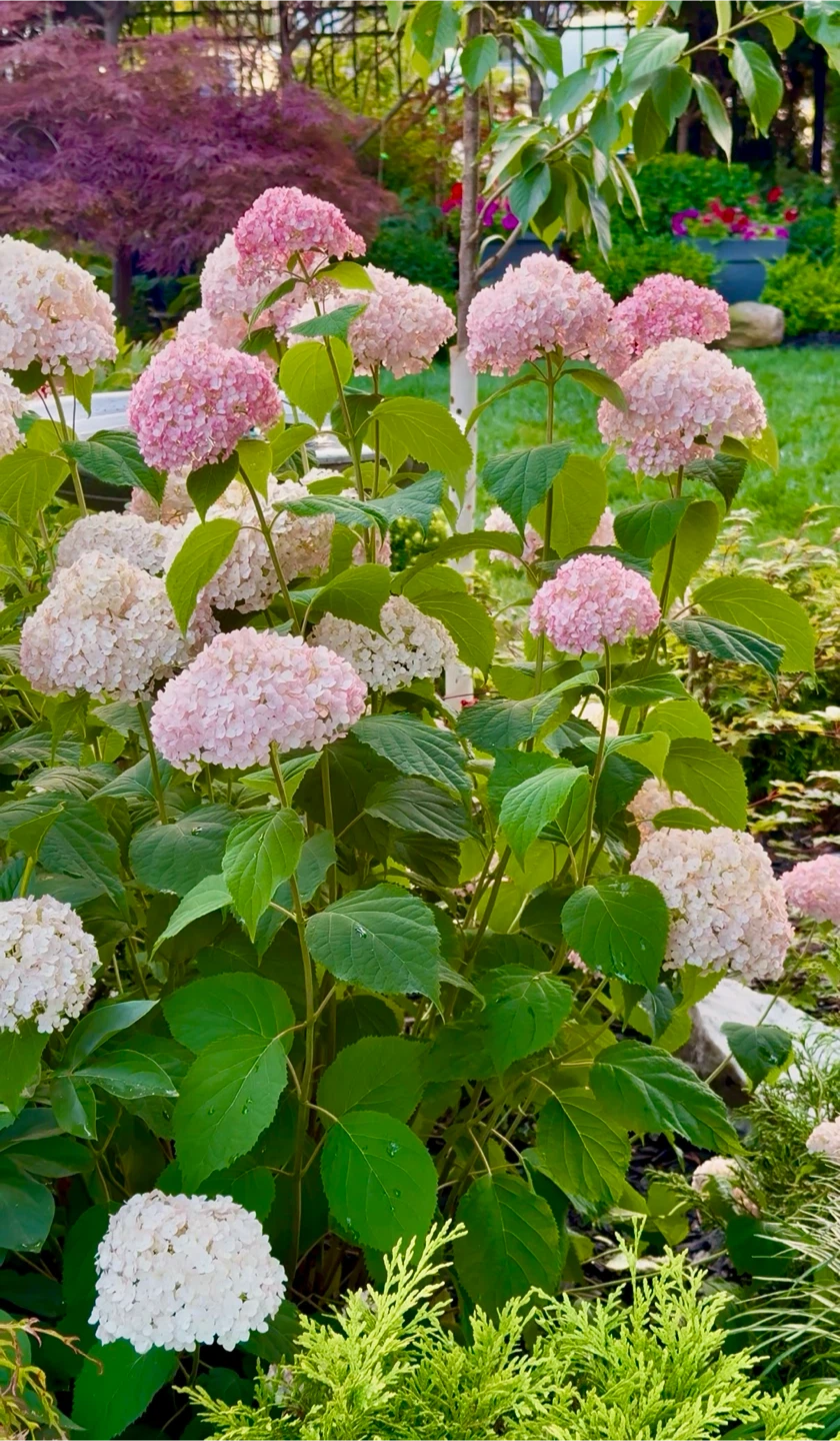 Hydrangea Bubblegum or Pink Annabelle Hydrangea $10