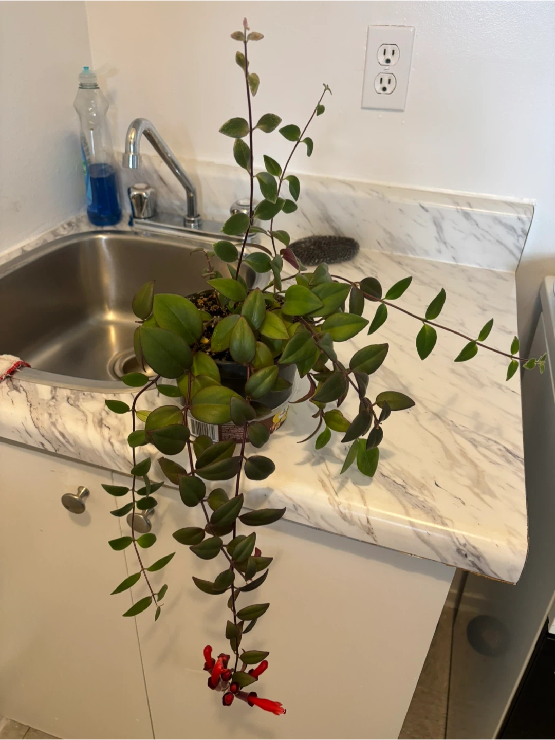 Variegated Lipstick Plant – Aeschynanthus radicans ‘Variegata’