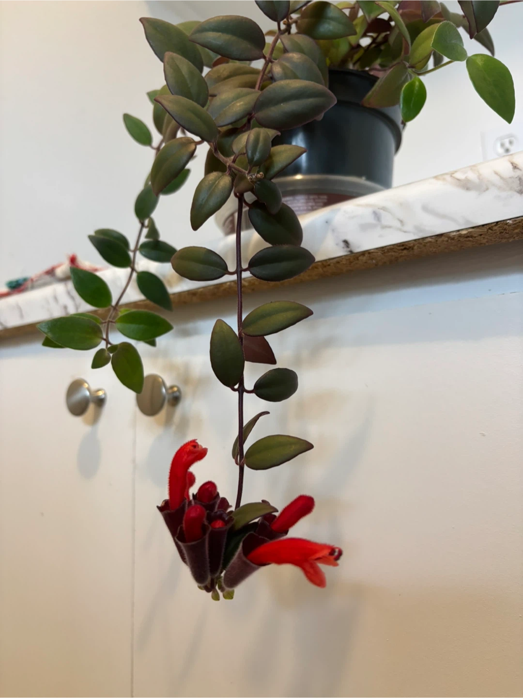 Variegated Lipstick Plant – Aeschynanthus radicans ‘Variegata’ - photo 2