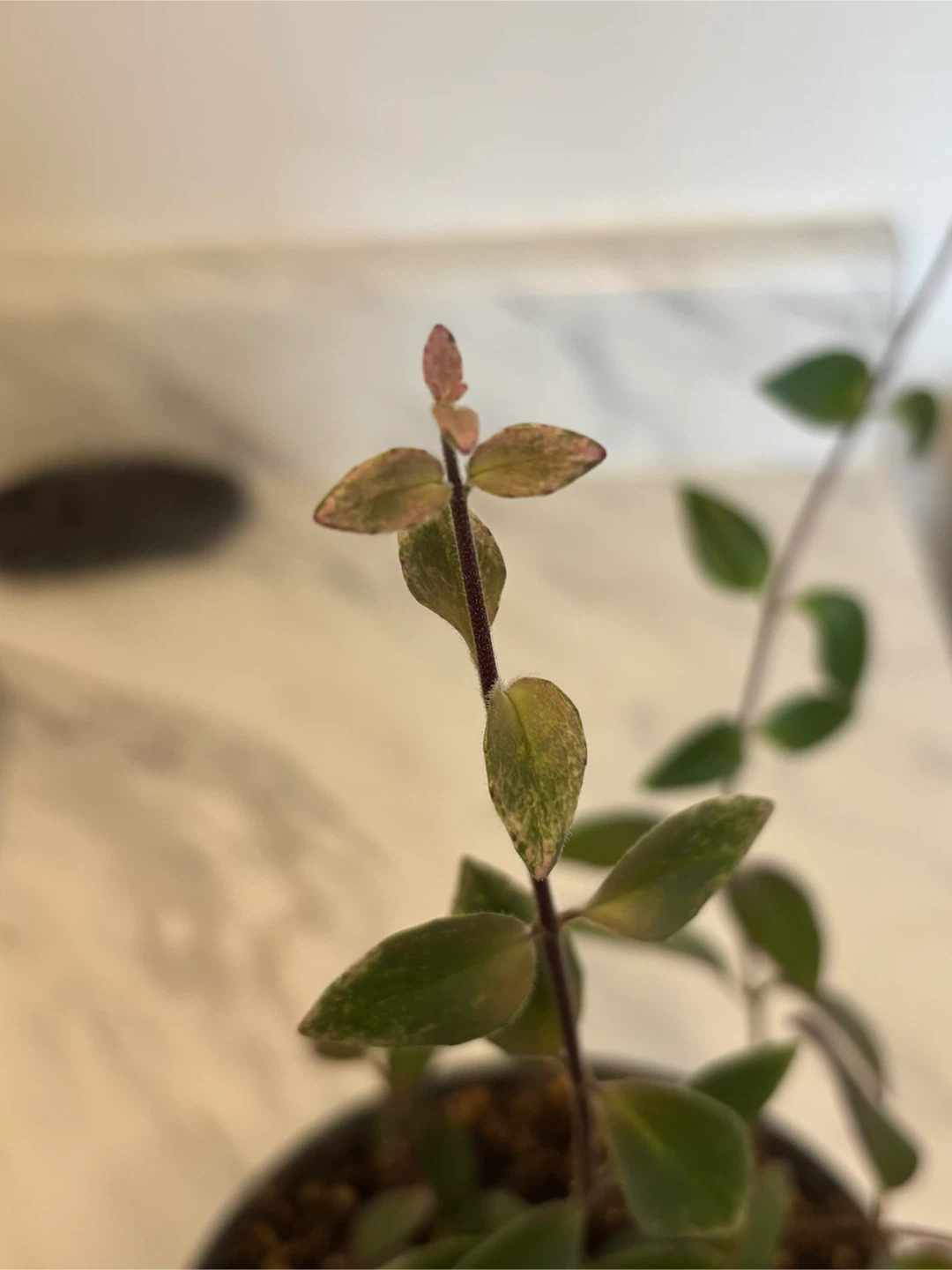 Variegated Lipstick Plant – Aeschynanthus radicans ‘Variegata’ - photo 3