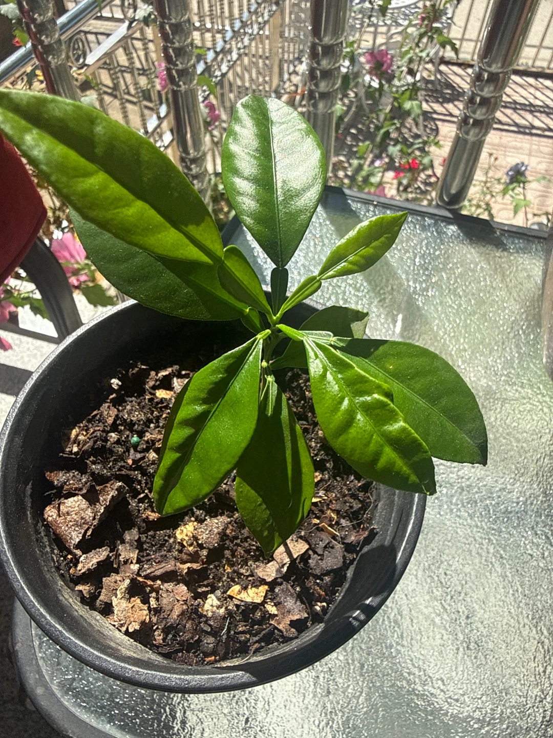 Lemon 🍋 Citrus Plant Seedling - photo 4