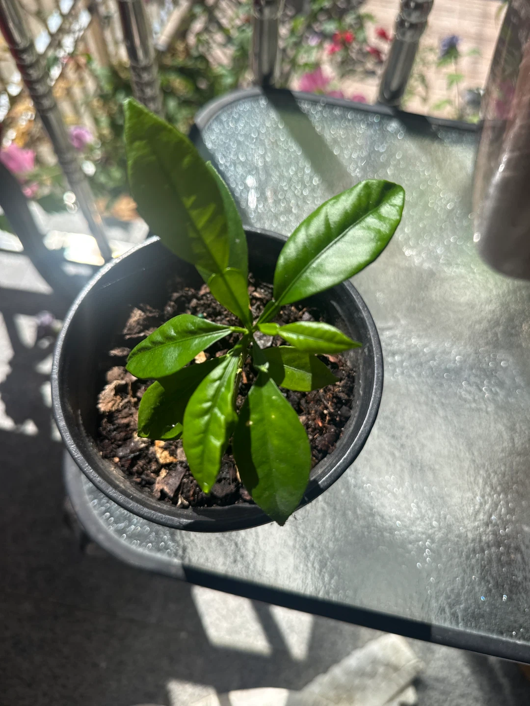 Lemon 🍋 Citrus Plant Seedling - photo 5