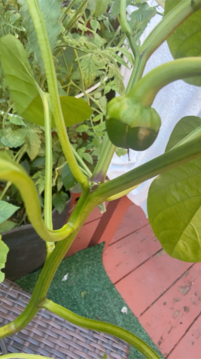 Green Bell Pepper Plant