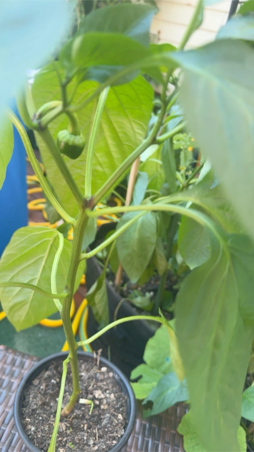 Green Bell Pepper Plant - photo 2