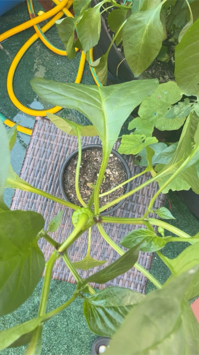 Green Bell Pepper Plant - photo 3