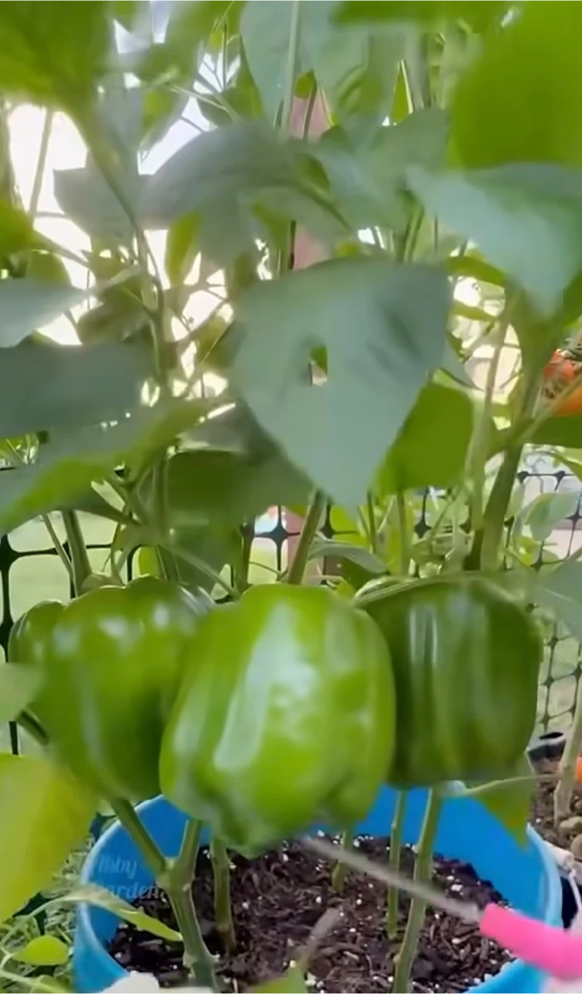 Green Bell Pepper Plant - photo 5