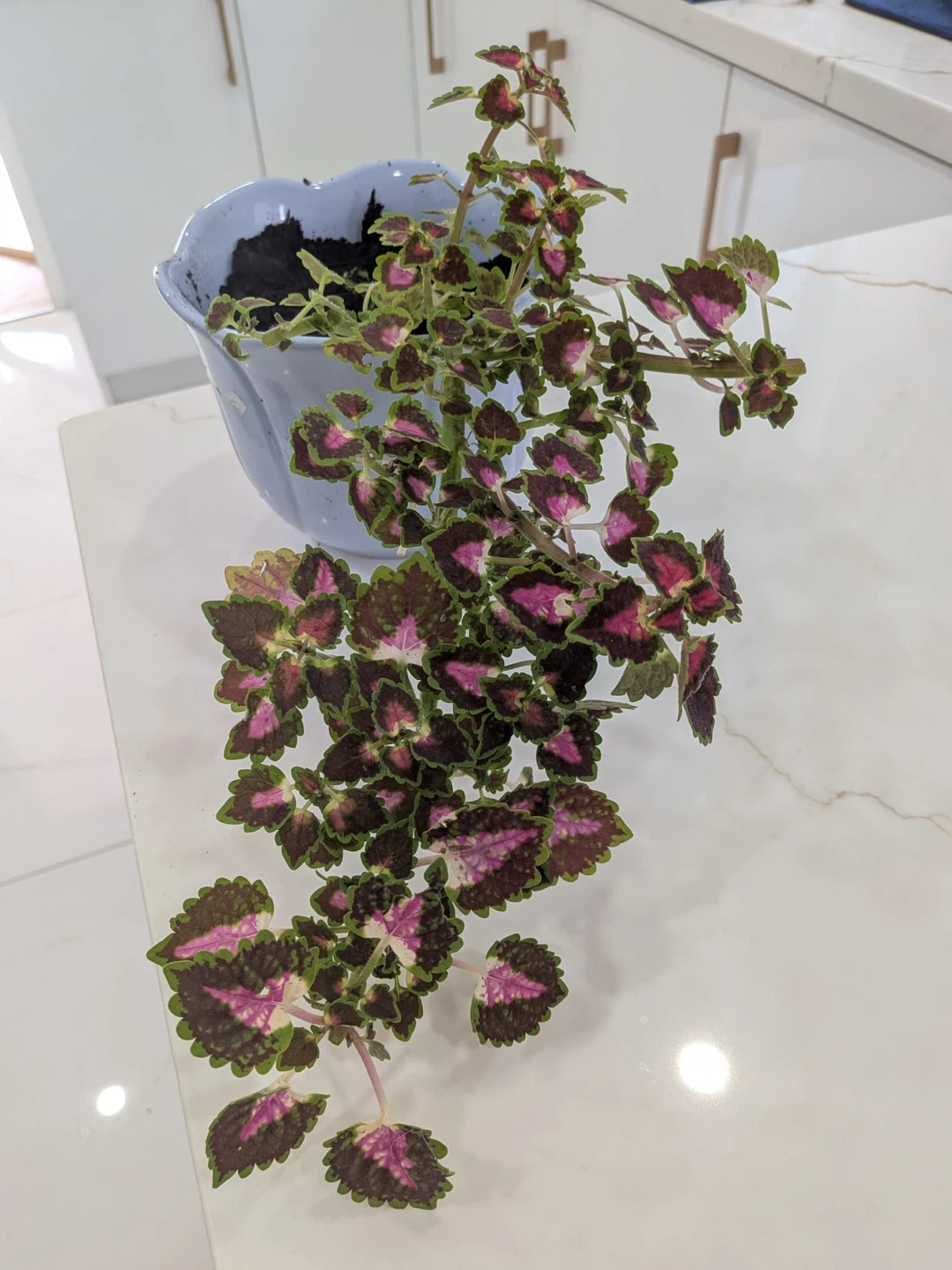 Coleus plant in pot