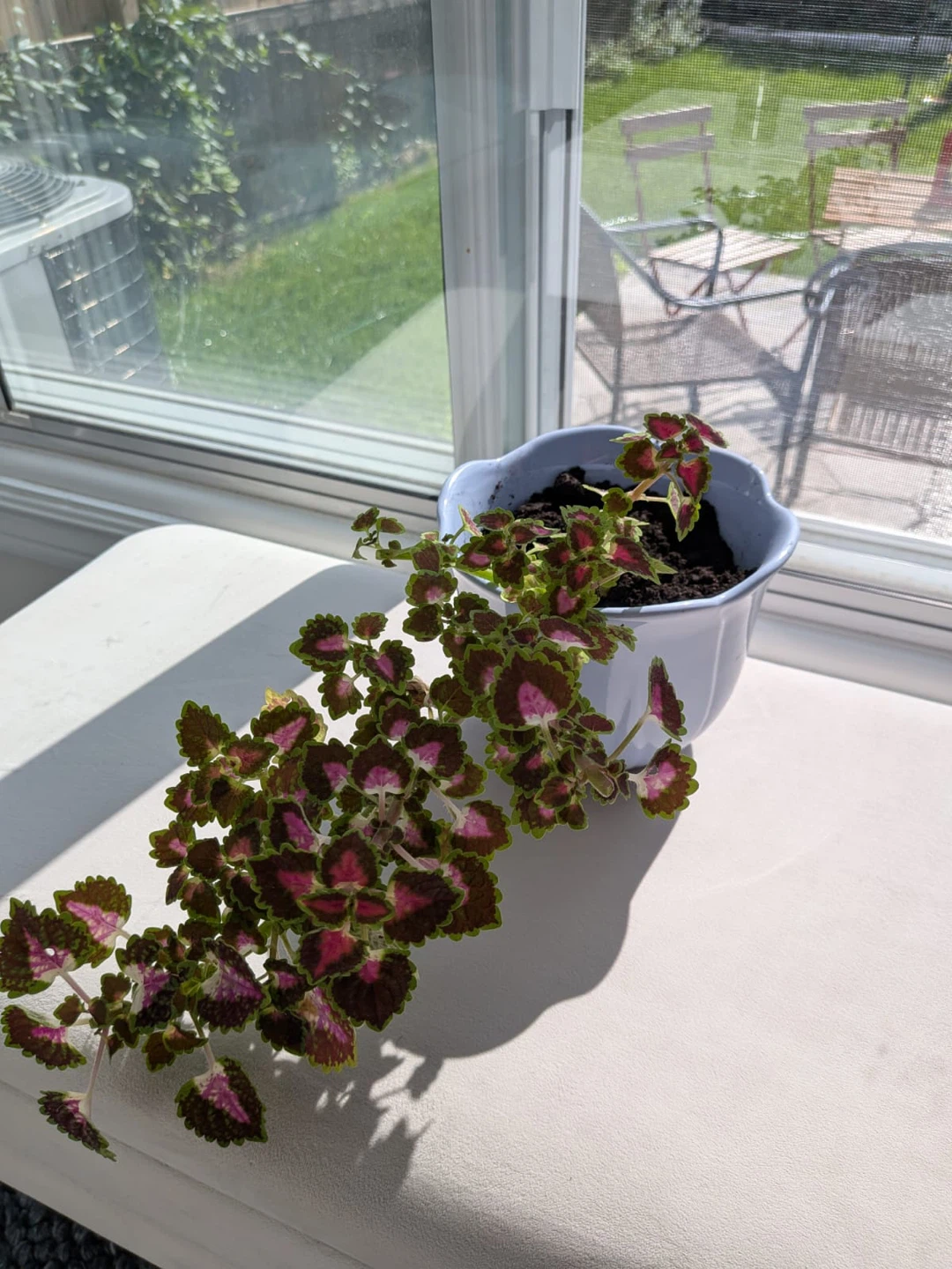 Coleus plant in pot - photo 2