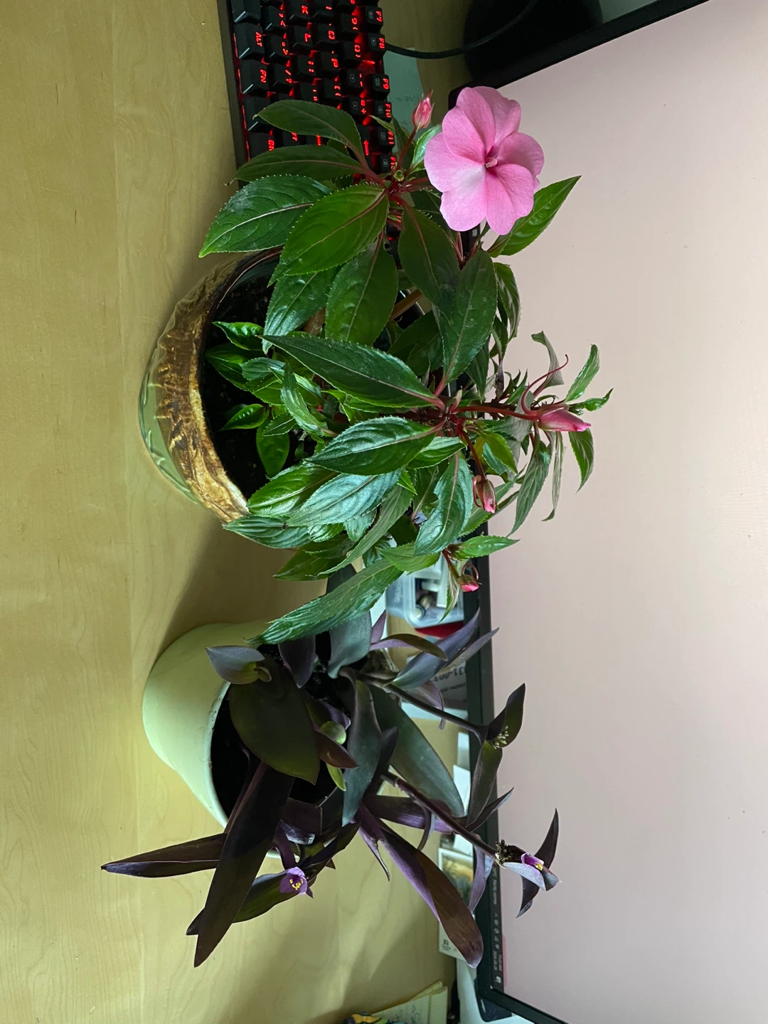 Impatiens and Purple Heart