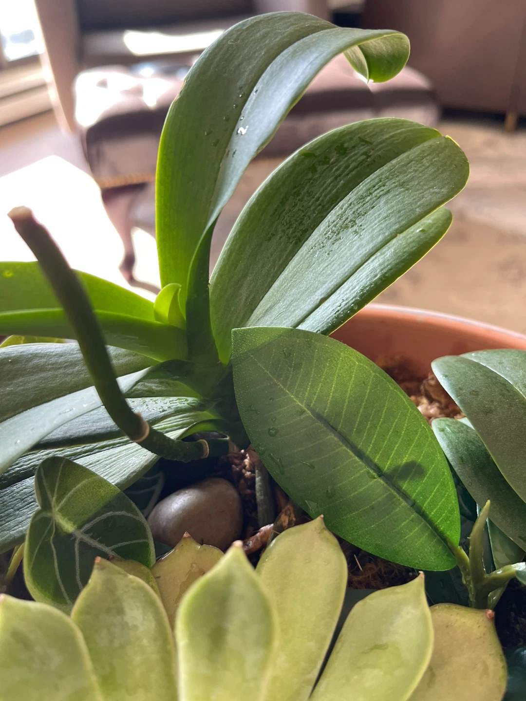 Assorted Potted Plants with terracotta pot - photo 5