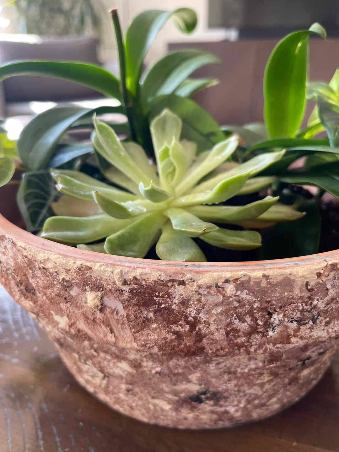 Assorted Potted Plants with terracotta pot - photo 4