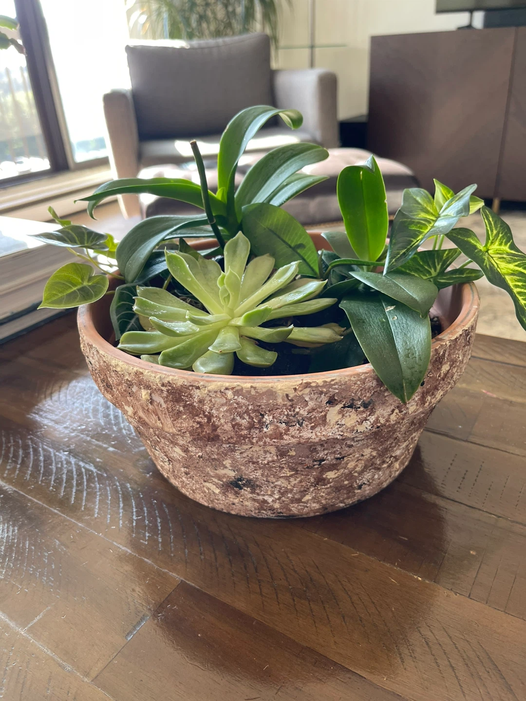 Assorted Potted Plants with terracotta pot