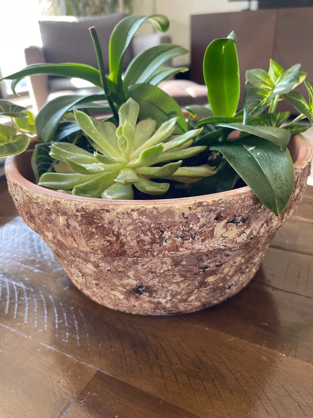 Assorted Potted Plants with terracotta pot - photo 3