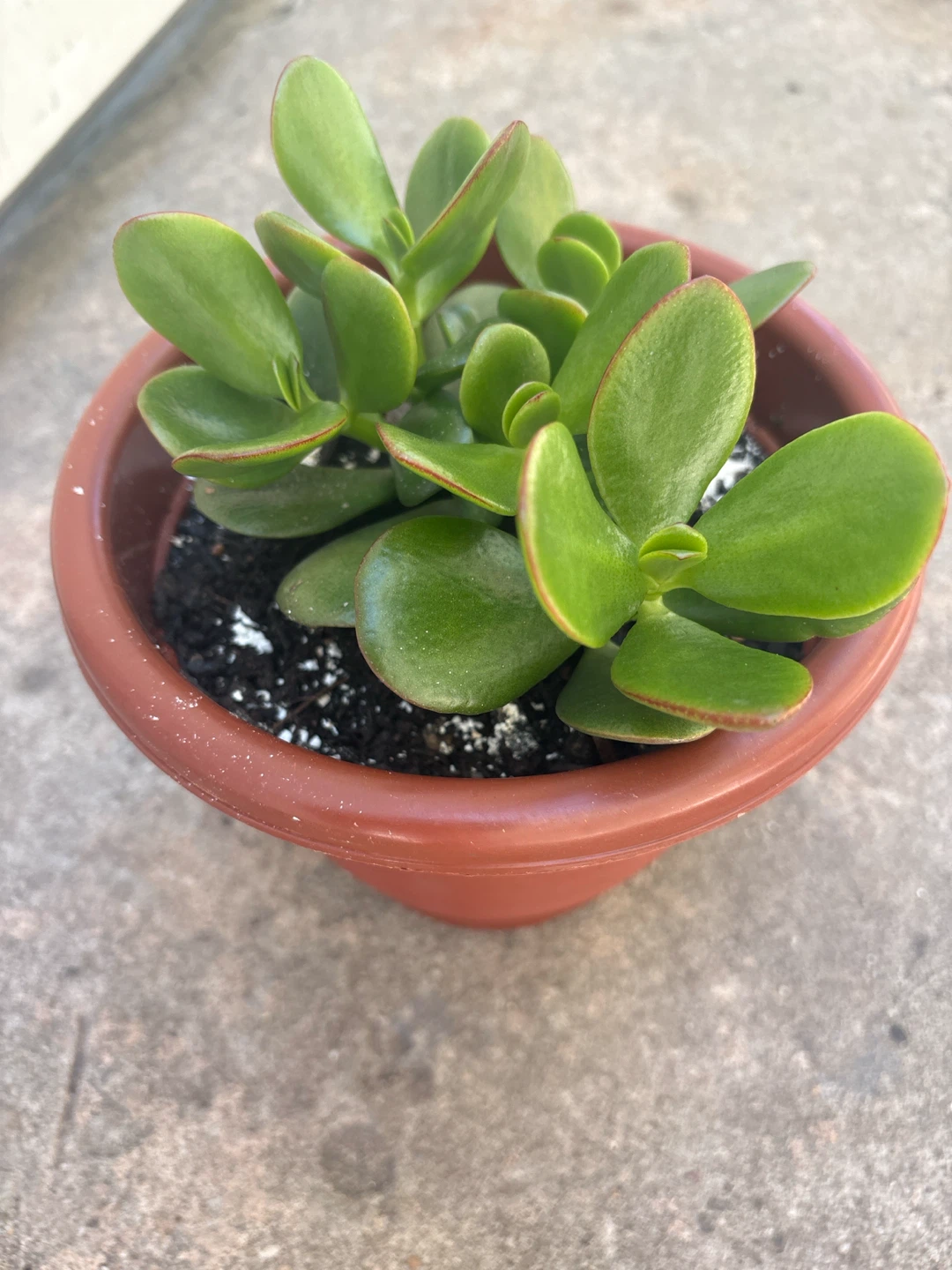 Jade Plant Succulent