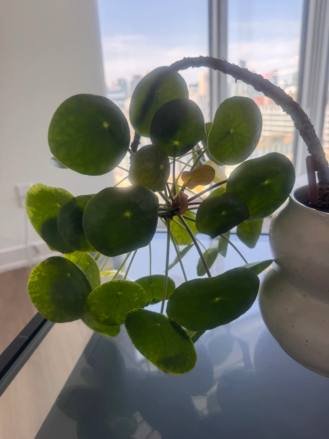 Pilea Peperomioides Plant in Pot