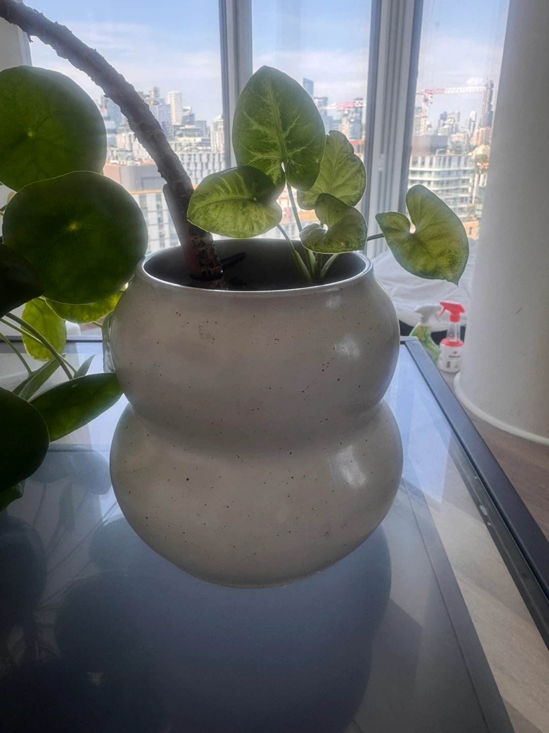 Pilea Peperomioides Plant in Pot - photo 2