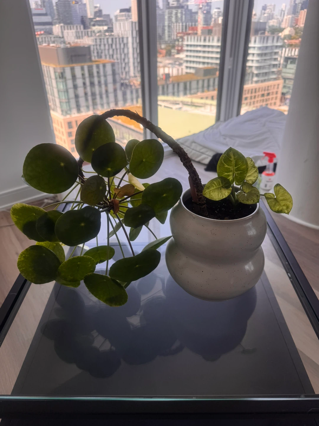 Pilea Peperomioides Plant in Pot - photo 3
