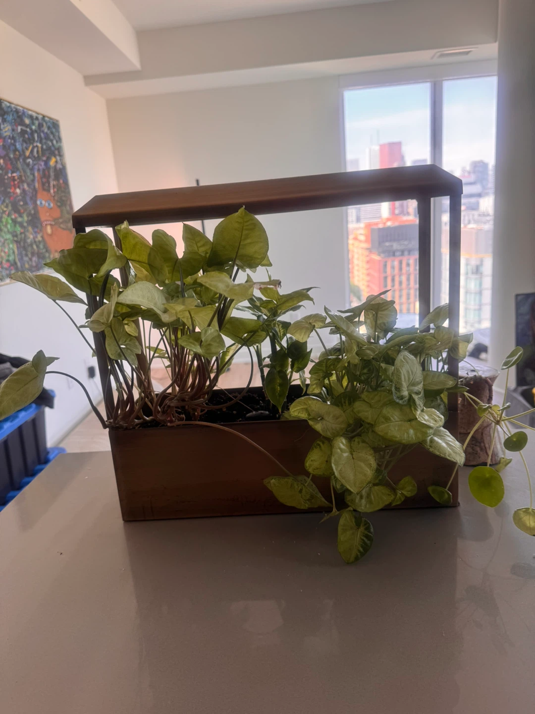 Mixed indoor plants in decorative planter