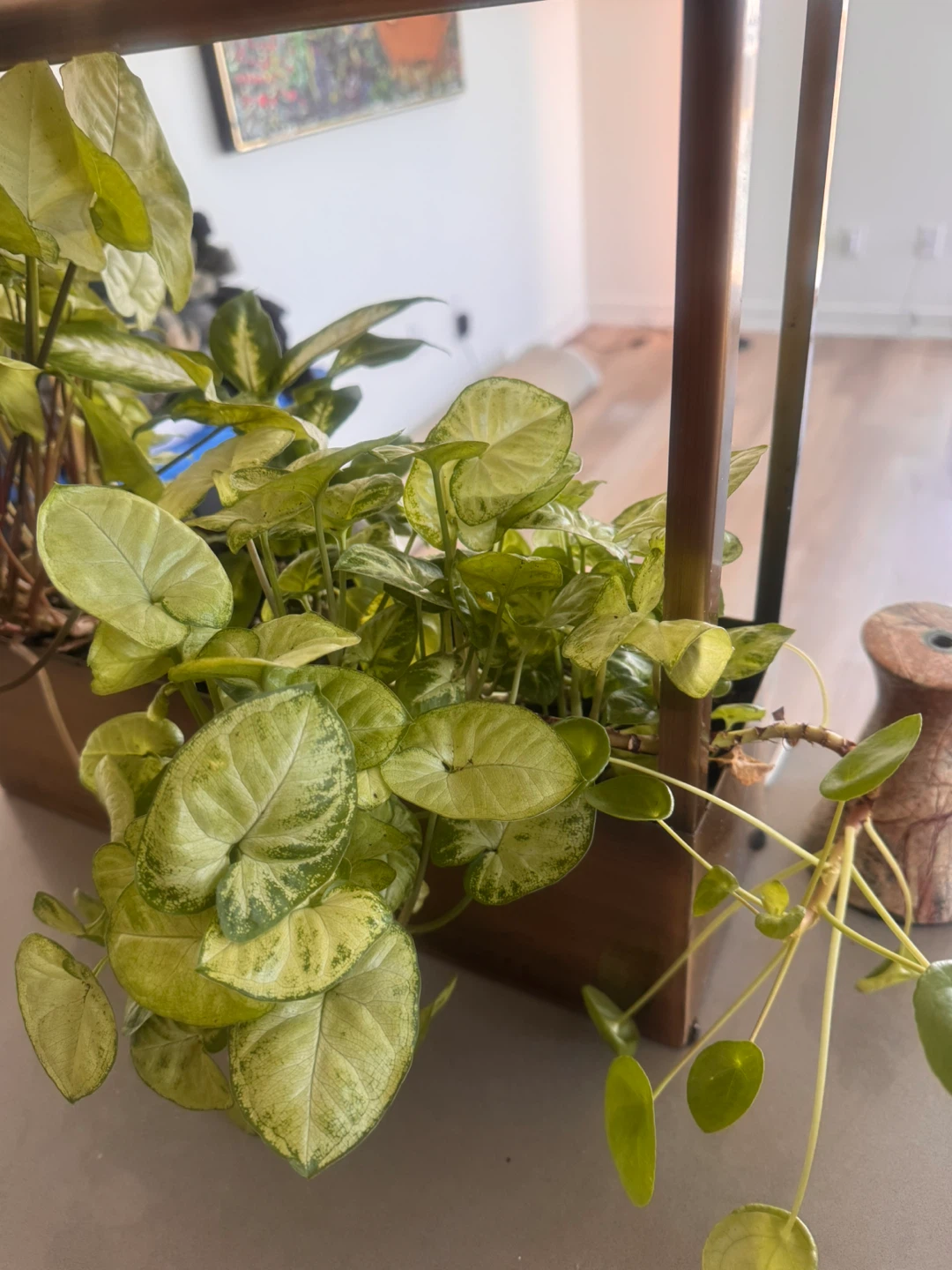 Mixed indoor plants in decorative planter - photo 2