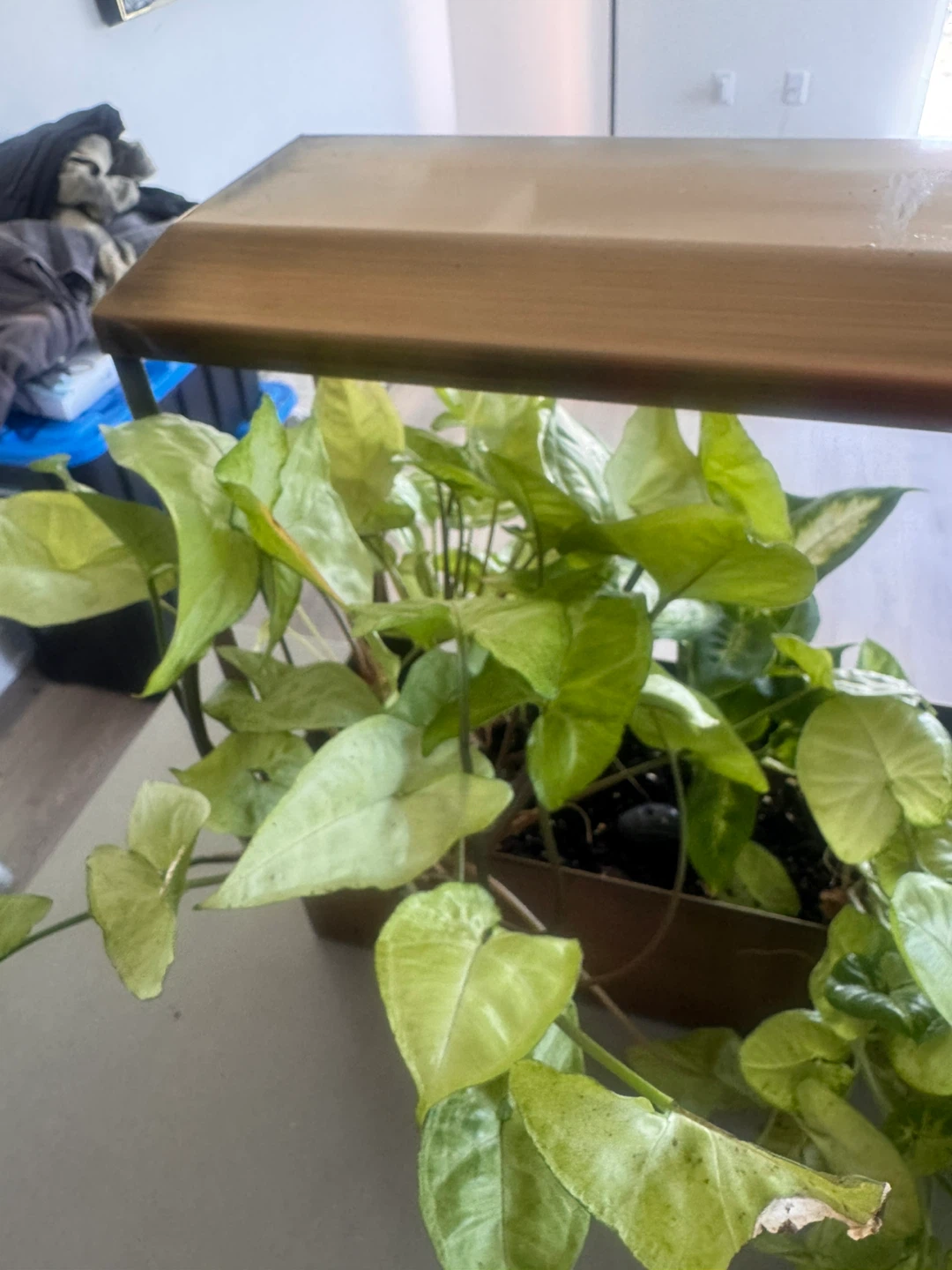 Mixed indoor plants in decorative planter - photo 3