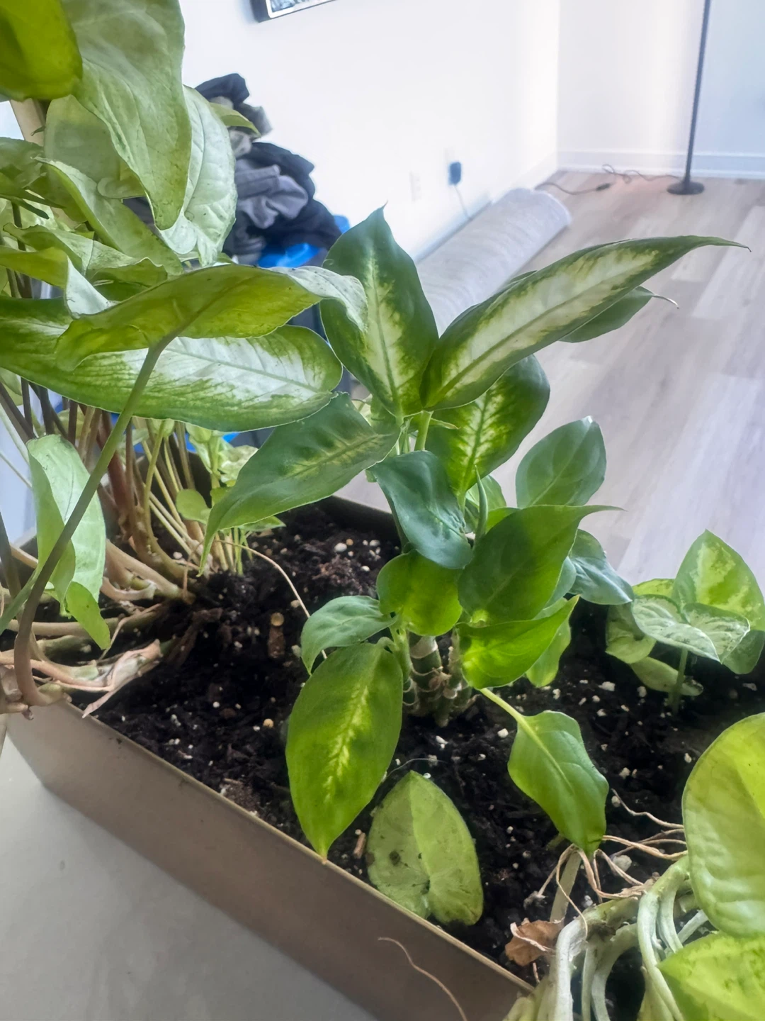 Mixed indoor plants in decorative planter - photo 4