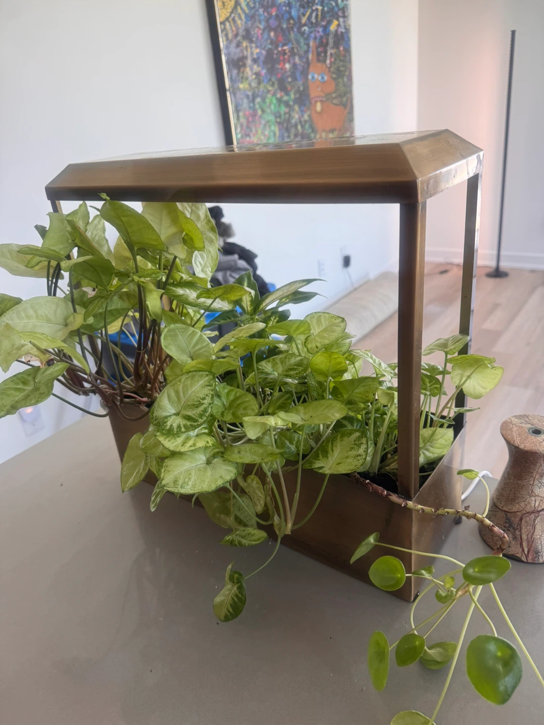 Mixed indoor plants in decorative planter - photo 5