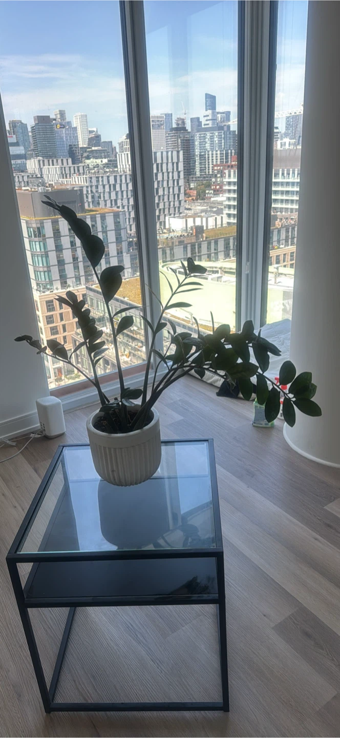 ZZ Plant in White Pot