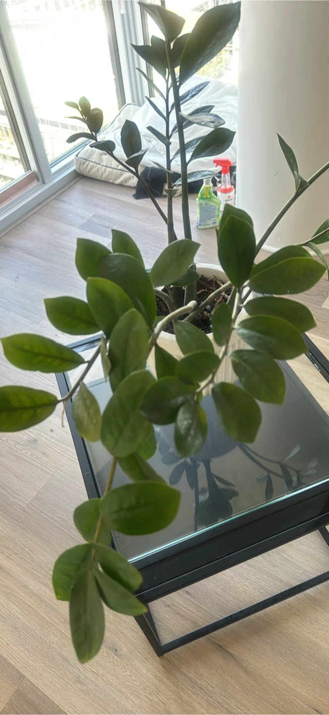ZZ Plant in White Pot - photo 2
