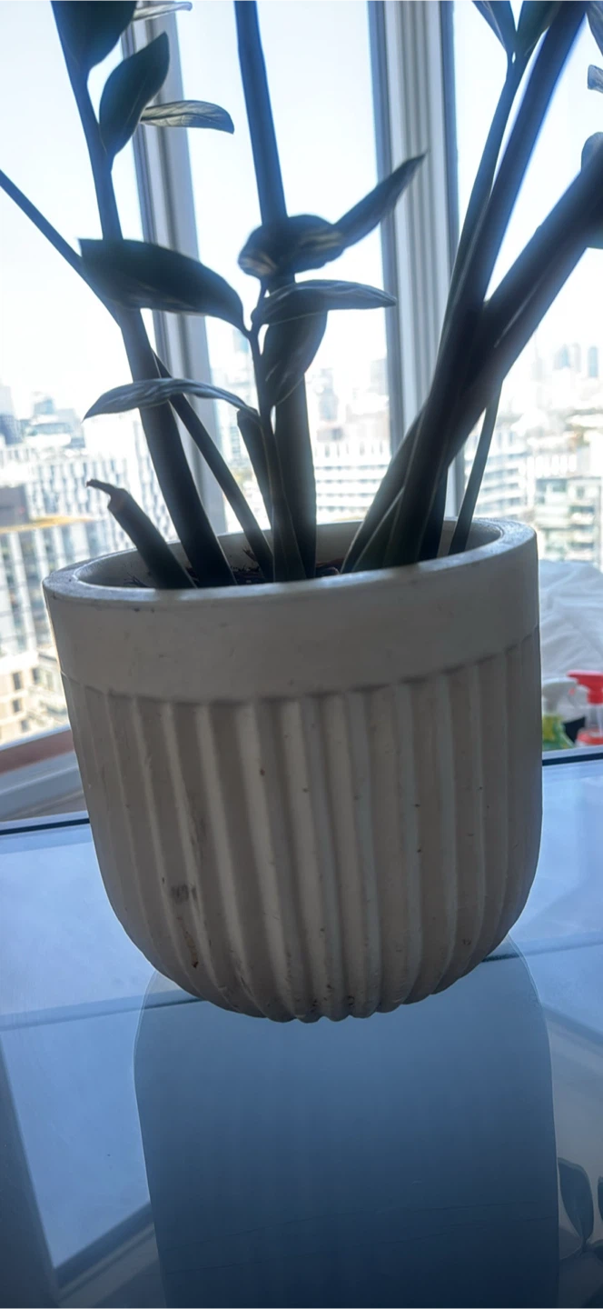 ZZ Plant in White Pot - photo 3