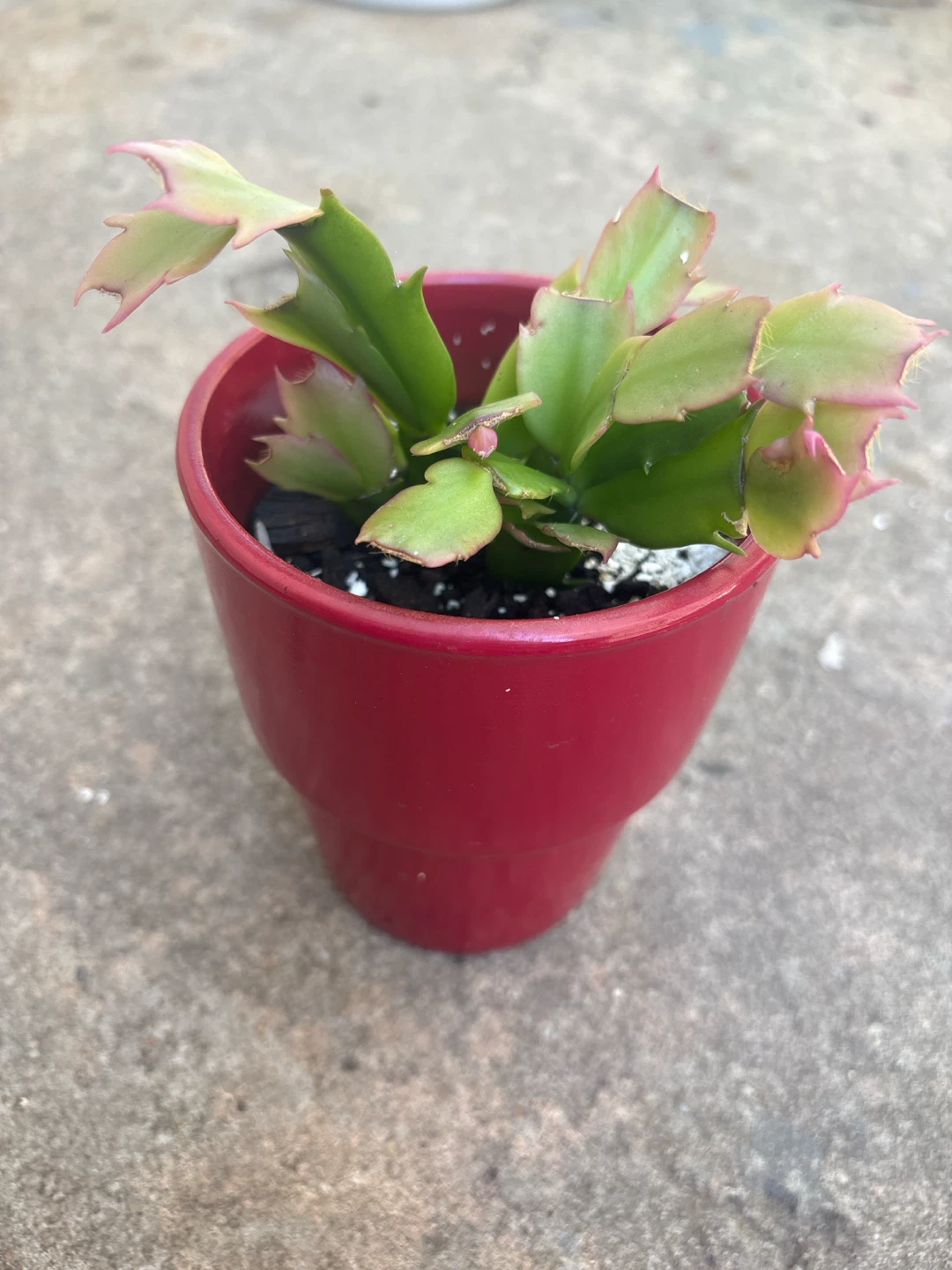 Christmas Cactus in Red Pot