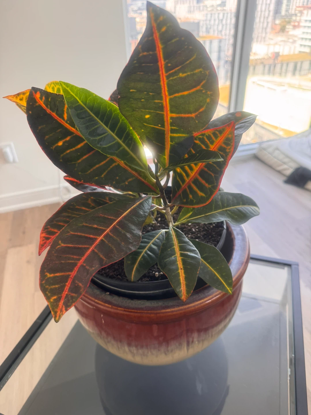 Potted Croton Plant