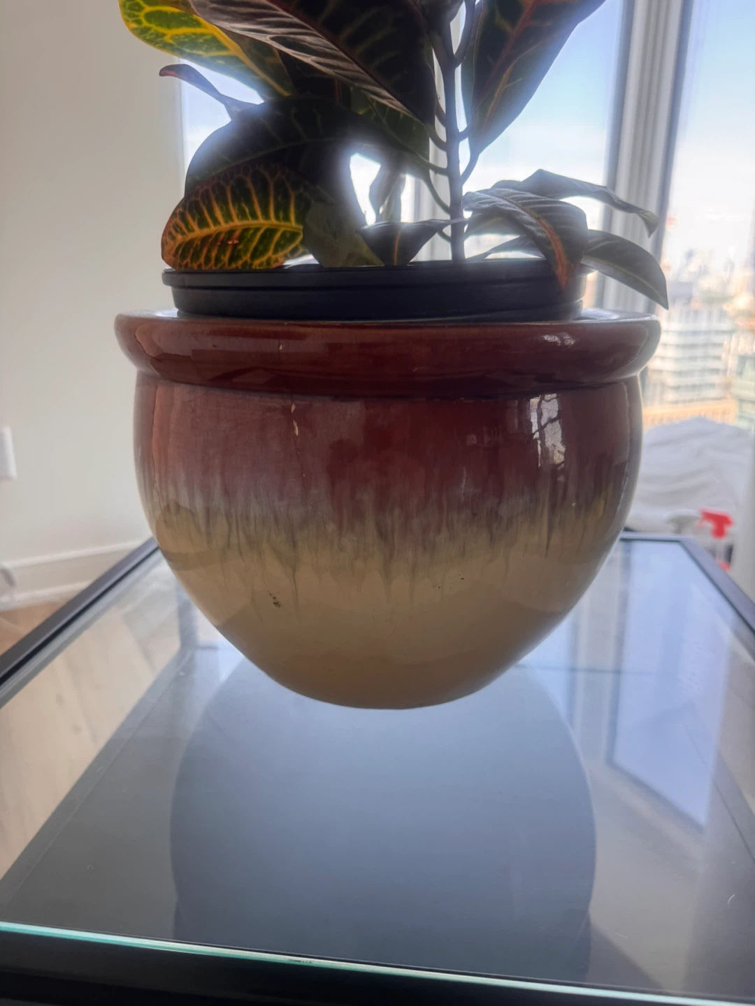 Potted Croton Plant - photo 2