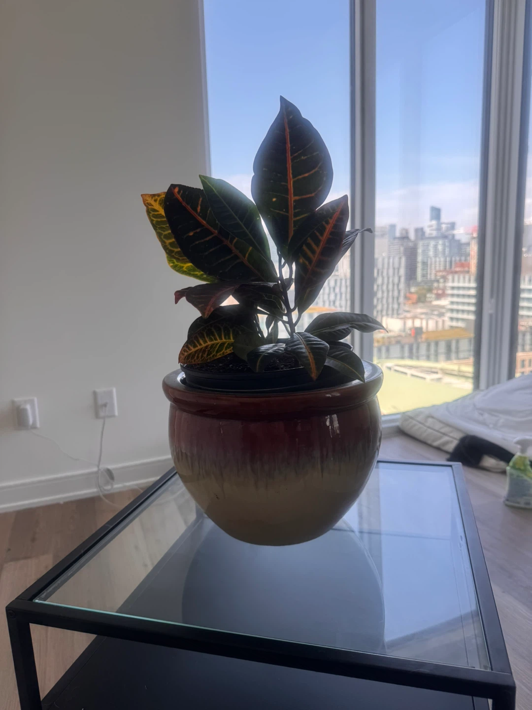 Potted Croton Plant - photo 3
