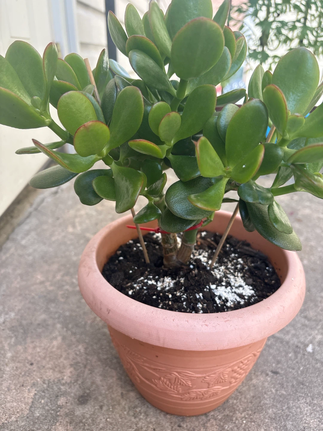 Jade Plant in Pink Pot