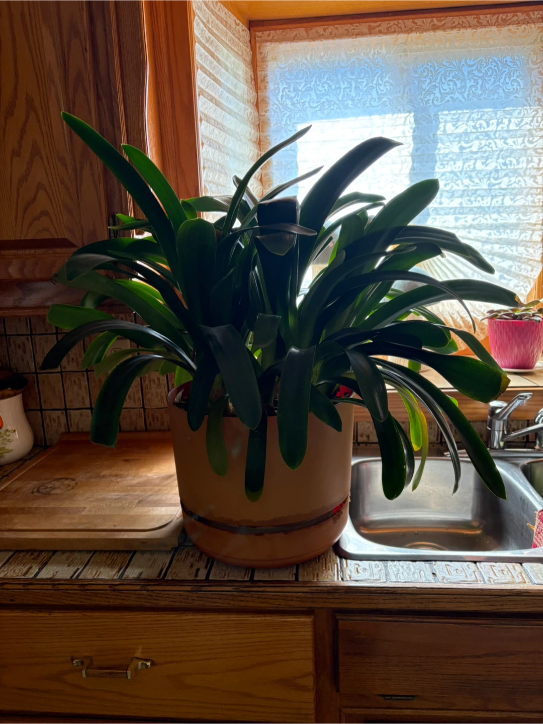 Clivia Plant