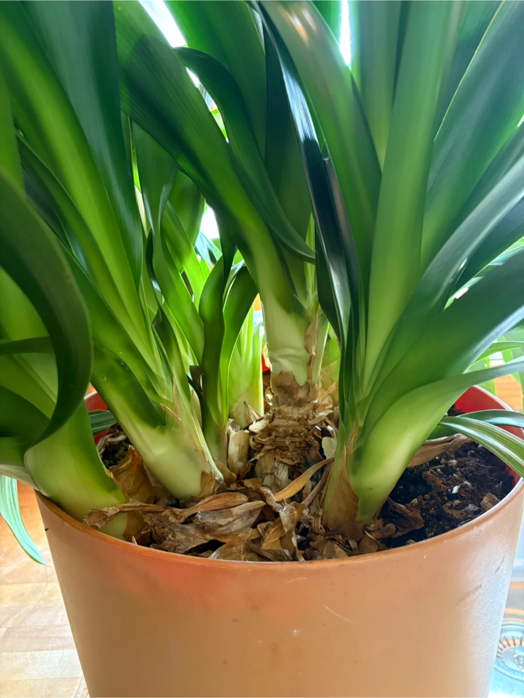 Clivia Plant - photo 2