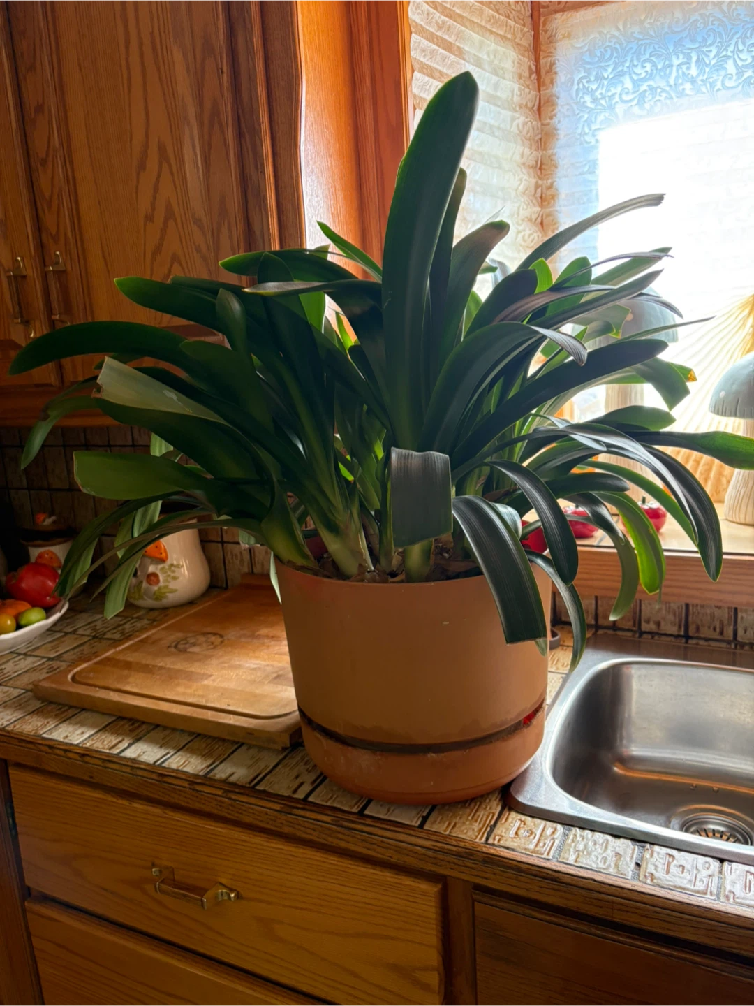 Clivia Plant - photo 3