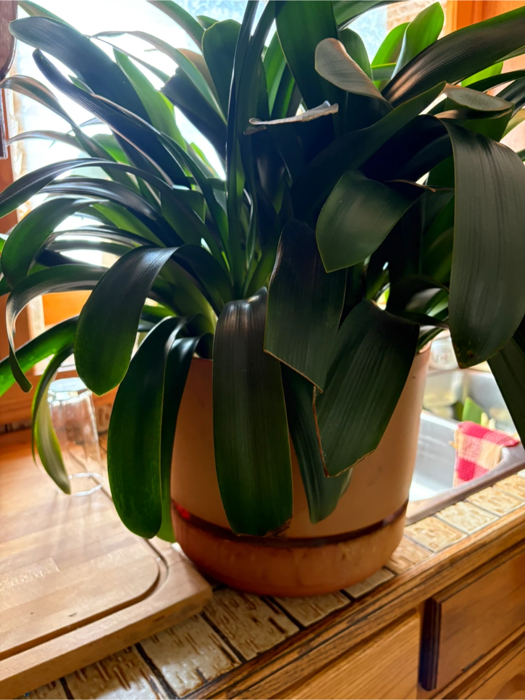 Clivia Plant - photo 5