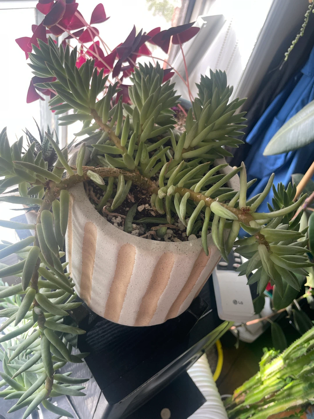 Succulent plant in decorative pot